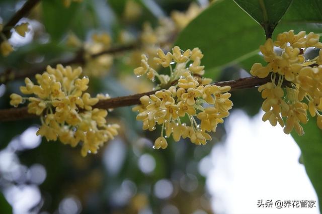 十大珍稀名贵桂花，桂花什么品种最名贵（十种“富贵”花）