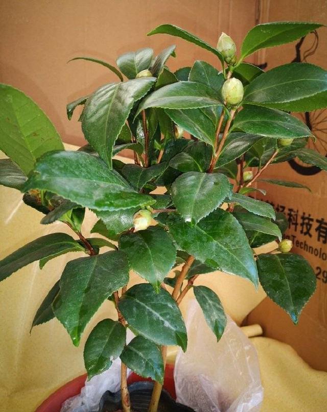 茶花树的养殖方法，花朵大、花期长、越冷越多花