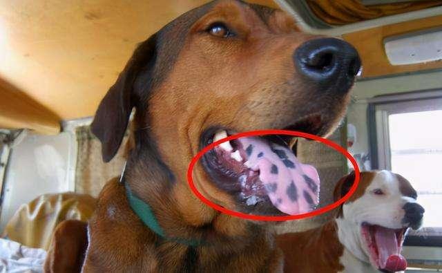 梦见白色的狗预示着什么，梦到白色的狗预示着什么（说明它很“旺家”）