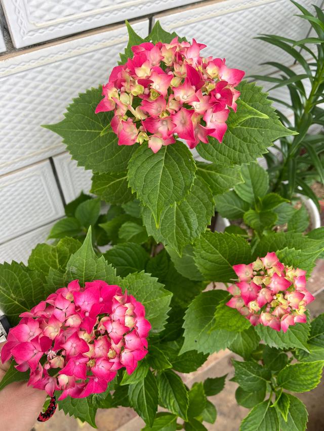 手工插花怎么做，手工插花怎么做简单（新手手工插花）