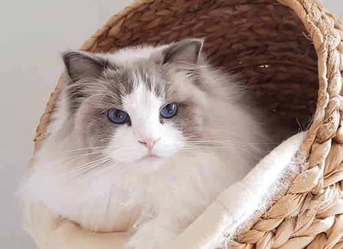 小猫吐黄水()