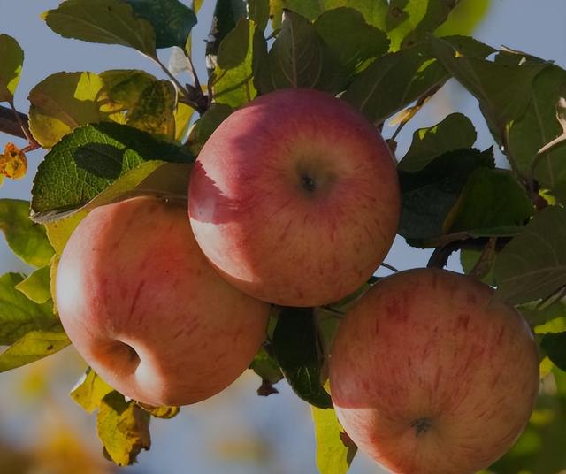 半夜吃苹果会胖吗，凌晨一点吃苹果会胖吗（什么时候吃苹果比较好）