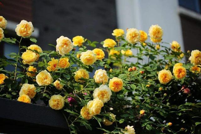 一个绿萝三个啥 阴气重三个鬼，一个绿萝三个啥（6种漂亮花“不吉利”）