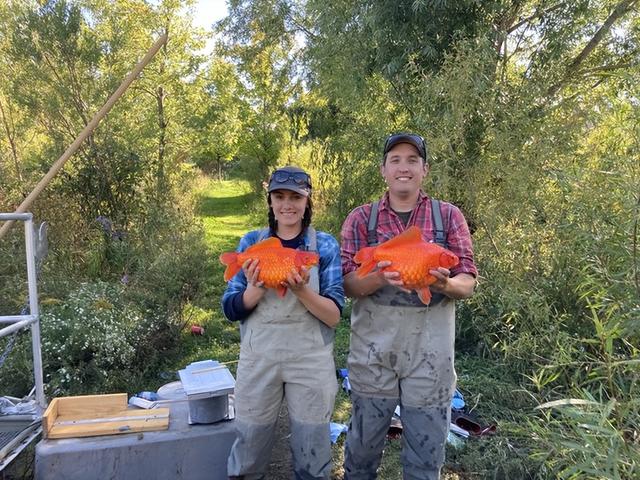 大肚子金鱼叫什么名字，大肚子金鱼叫什么名字鱼是什么品种（加拿大惊现数万条\