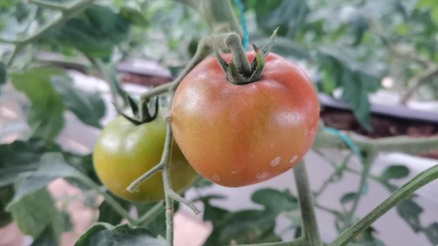 水果酵素怎么做，蜂蜜水果酵素怎么做（看起来高端的酵素）