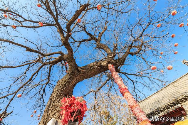 大门两旁栽几棵树最好，大门两侧种什么树吉祥（庭院内能不能栽植国槐）
