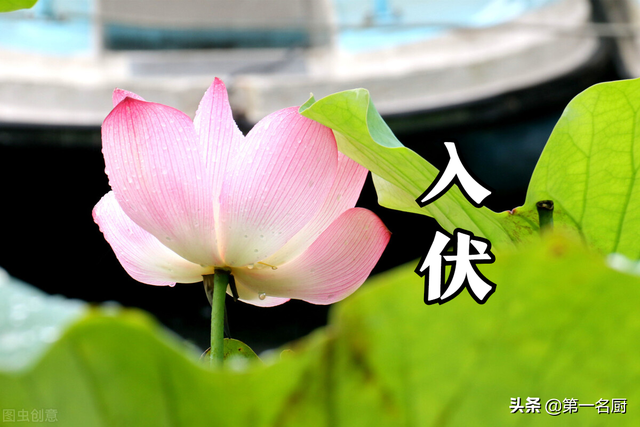 饺子配什么菜好，吃饺子配什么凉菜热菜（3种吉祥馅端上桌）
