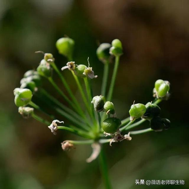 韭菜花的花苞能吃吗，韭菜花可以吃吗（韭菜好吃，韭菜花好吃吗）