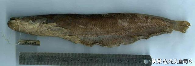 长江名贵鱼前十名，10大凶猛淡水鱼（我国保护的鱼类有87种）