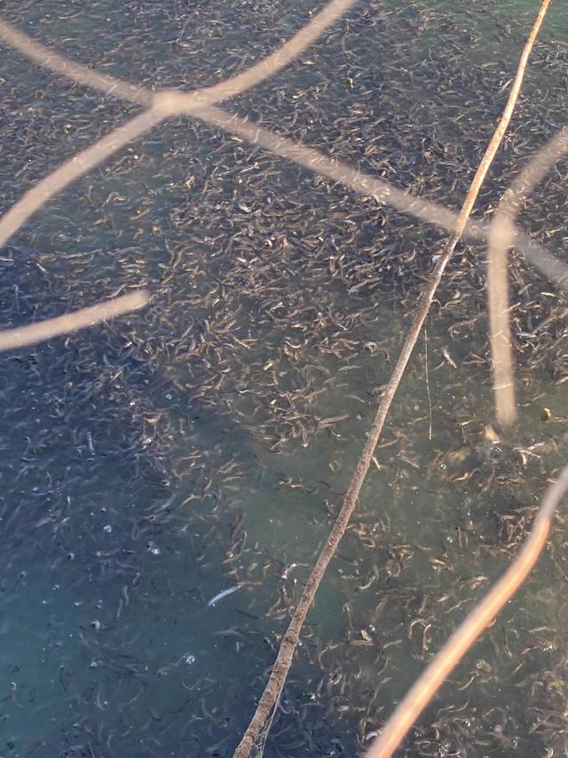 养殖泥鳅投资多少钱，养殖泥鳅要投资多少钱（农村人搞养殖去年天灾亏了20万本钱）