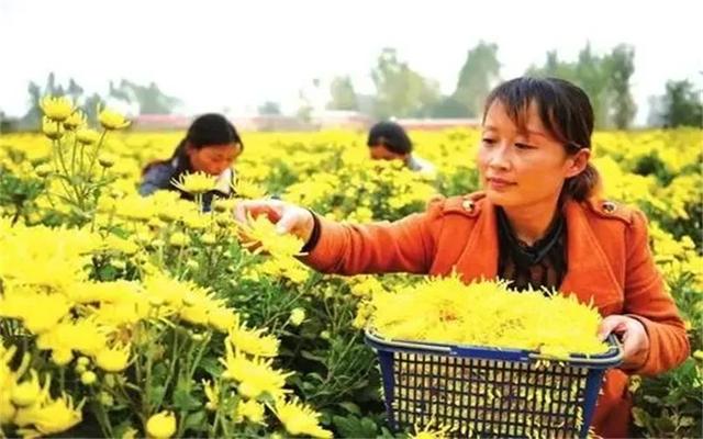 现在农村种植什么好，农村种植什么好（农村这几类种植，能亩收入过万）