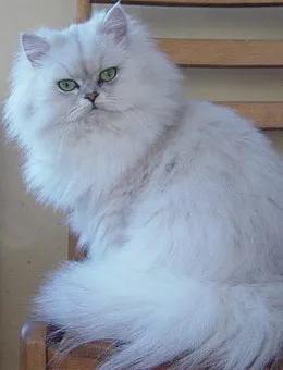 波斯猫多少钱一只，折耳猫价格多少钱一只（宠物猫价格排行榜）