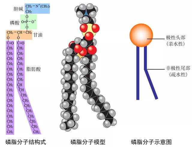 麦芽糖是还原糖吗,麦芽糖是什么做的(高中生物新版必修一全册知识点清单) 麦芽糖是还原糖吗,麦芽糖是什么做的(高中生物新版必修一全册知识点清单)