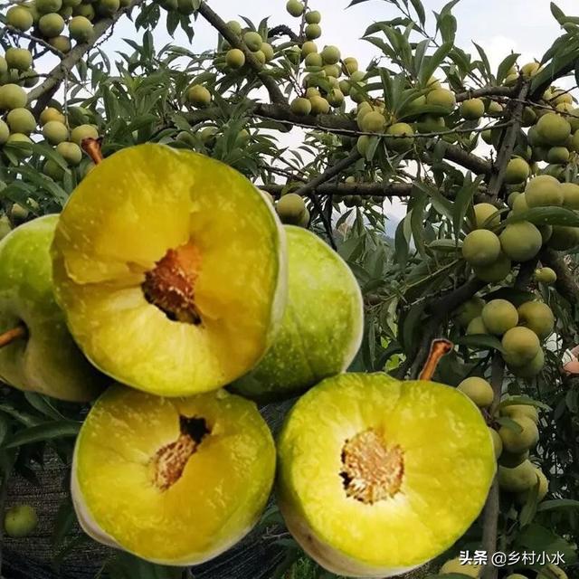 蜂糖李适合什么地区种植，蜂糖李好种吗（蜂糖李被誉为“李中贵族”）