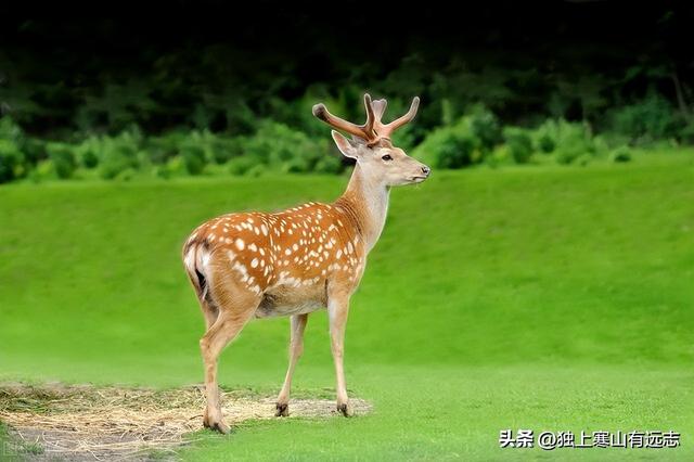 长而益精中益字的意思，鹿衔草和鹿茸同归肝、肾经