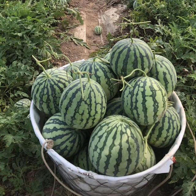 西瓜种子哪种最好，西瓜种子哪种最好吃（专业西瓜种植户抢着买的高品质杂交西瓜种）