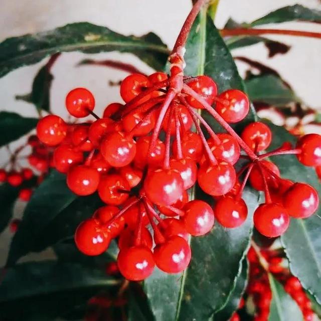 鲜花的花语和花的数目的寓意，鲜花数量的寓意（100种迷人的“数字花”）