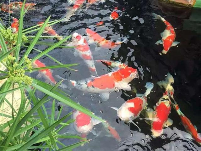 锦鲤品种一览图，为什么日本锦鲤那么受欢迎