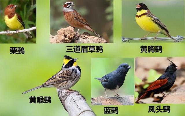 虎头凤鸟的叫声，虎头凤鸟怎么养容易乖（让西安人痴迷的这种鸟到底魅力在哪）