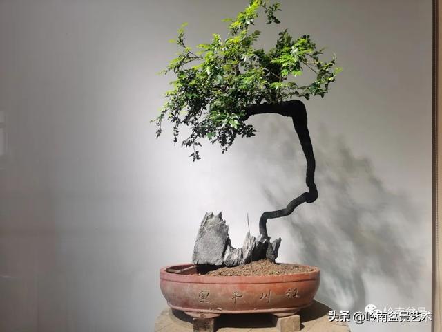 黑骨茶盆景怎么养护，黑骨茶盆景怎么养护视频（一棵黑骨茶盆景的改作引来老中青少四代树痴乐此不疲）