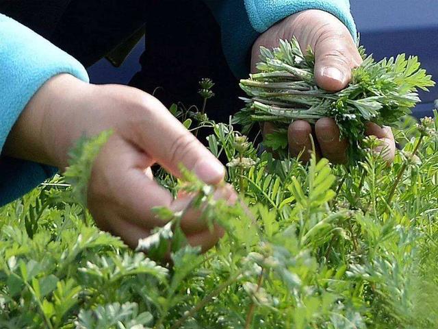 野生菜的种类，野生菜的品种有多少（农村公认最好吃的8种野菜）