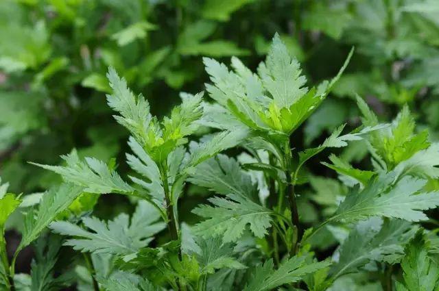 农村能吃的100种野菜图片,有哪些野菜可以吃 农村能吃的100种野菜图片,有哪些野菜可以吃