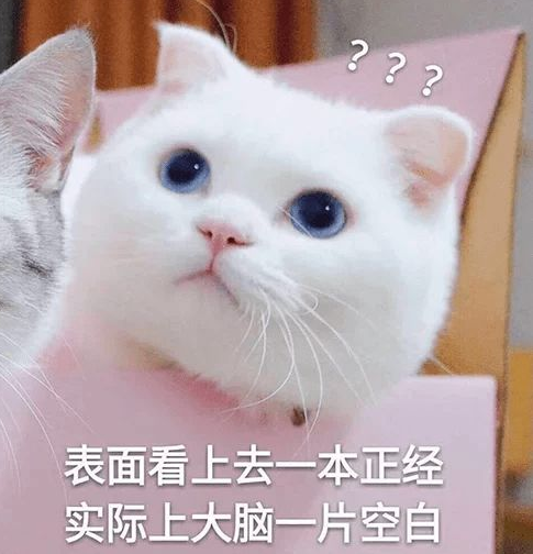 猫的记忆有多久，小猫几个月有记忆（20个养猫冷知识）