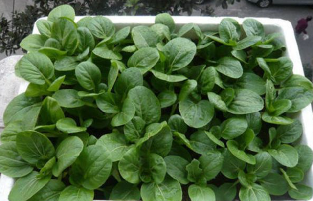 空心菜叶子能吃吗，空心菜的叶子不能吃（5种“青菜根”）