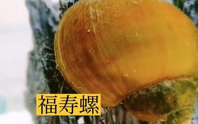 福寿螺与田螺的区别在哪，福寿螺和田螺的区别（一招教你区别福寿螺和田螺）