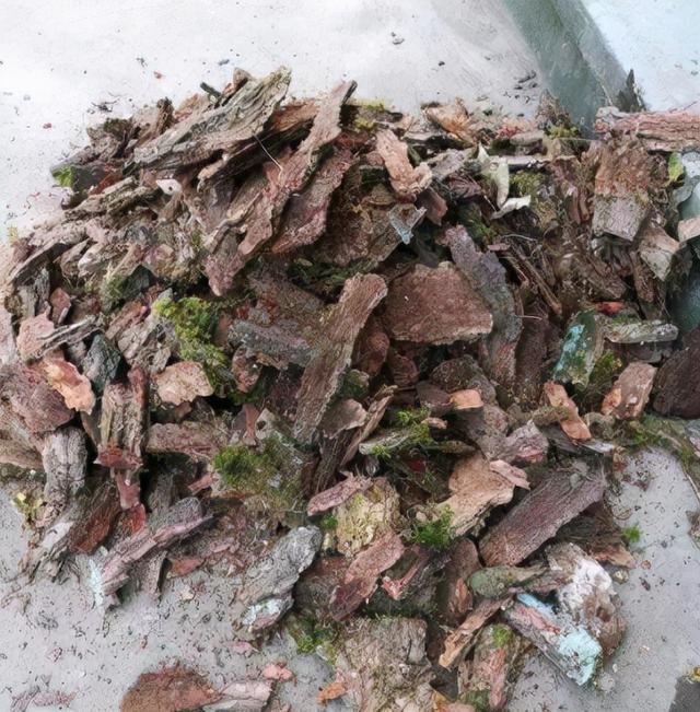 养兰花用土有什么讲究，种兰花用什么土最好（养兰花的土不是只能买“兰花土”）