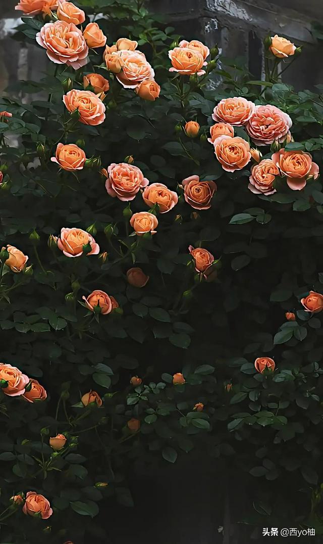 黑色蔷薇花的花语，黑蔷薇的花语和象征（今日分享——蔷薇）