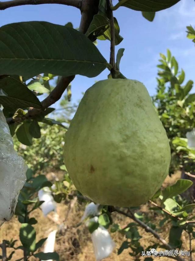 芭乐是什么水果，芭乐是什么水果-吃了对人体好吗（又被茶饮店们带火了）