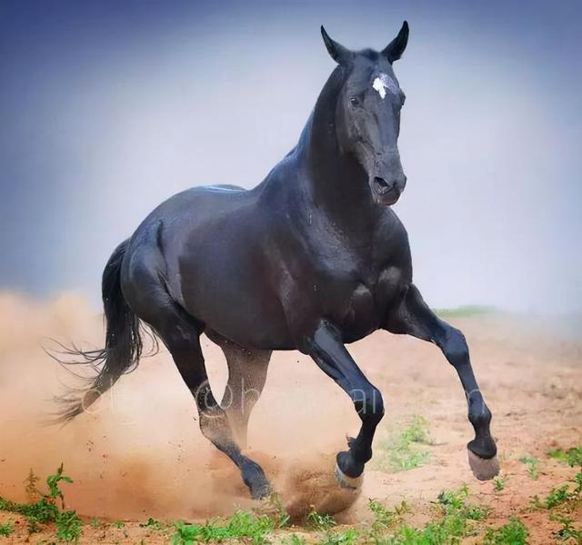 的卢马的读音，《三国演义》电视剧“的卢马”（汉字探源：的字的来历及其本义）