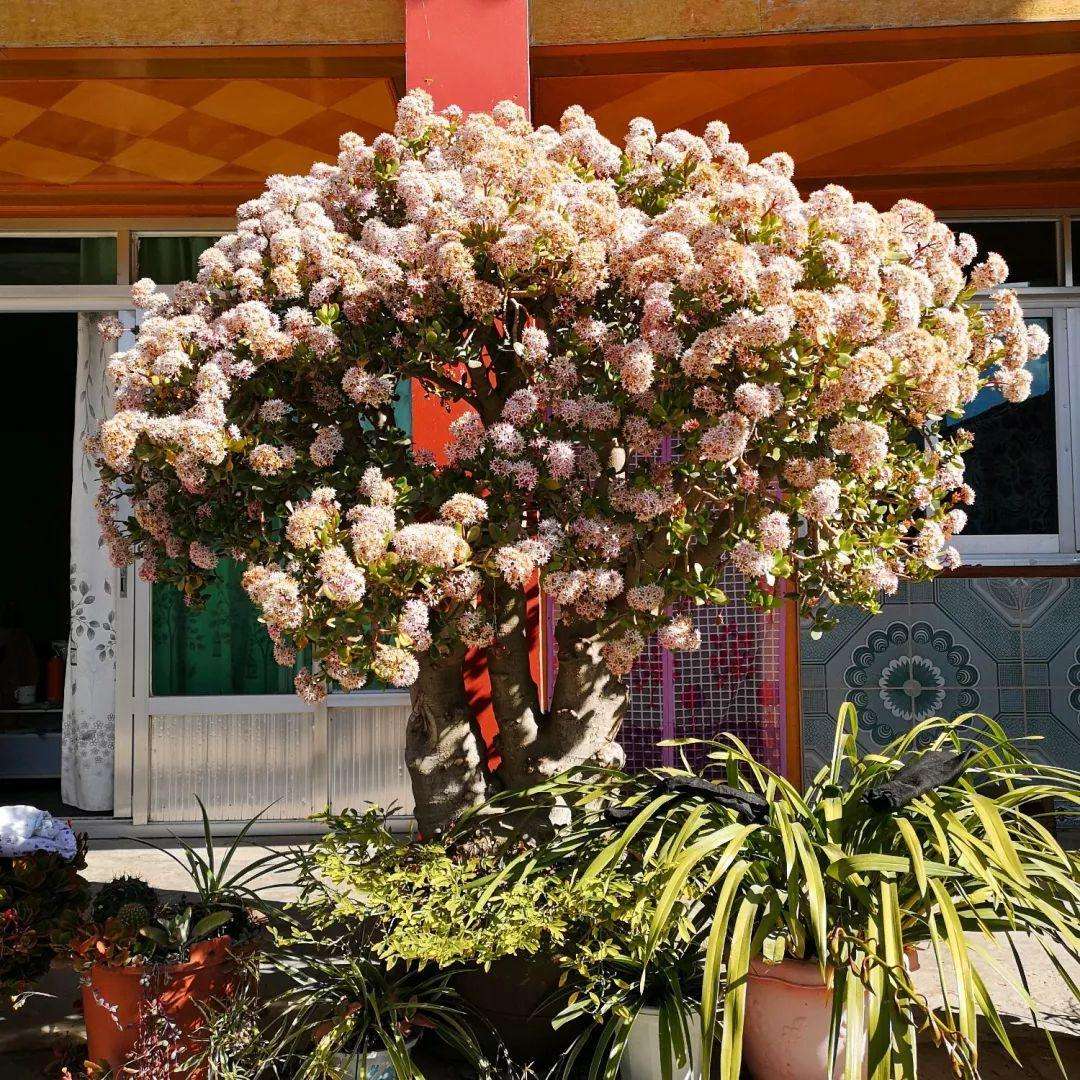 老人须开花是什么样子(6种大绿植,开花就是"好兆头",看看你家有没有)