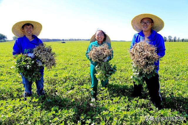 花生怎么种植方法，如何种植花生正确的方法是什么（种植花生掌握这几招）