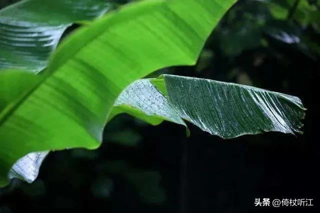 无奈梧桐兼细雨美文，梧桐更兼细雨作文600字（散文，一雨知秋深）