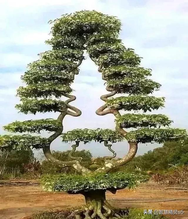 铁树开花的方法，铁树开花的方法有哪些（铁树开花了，也有芬芳的一天）