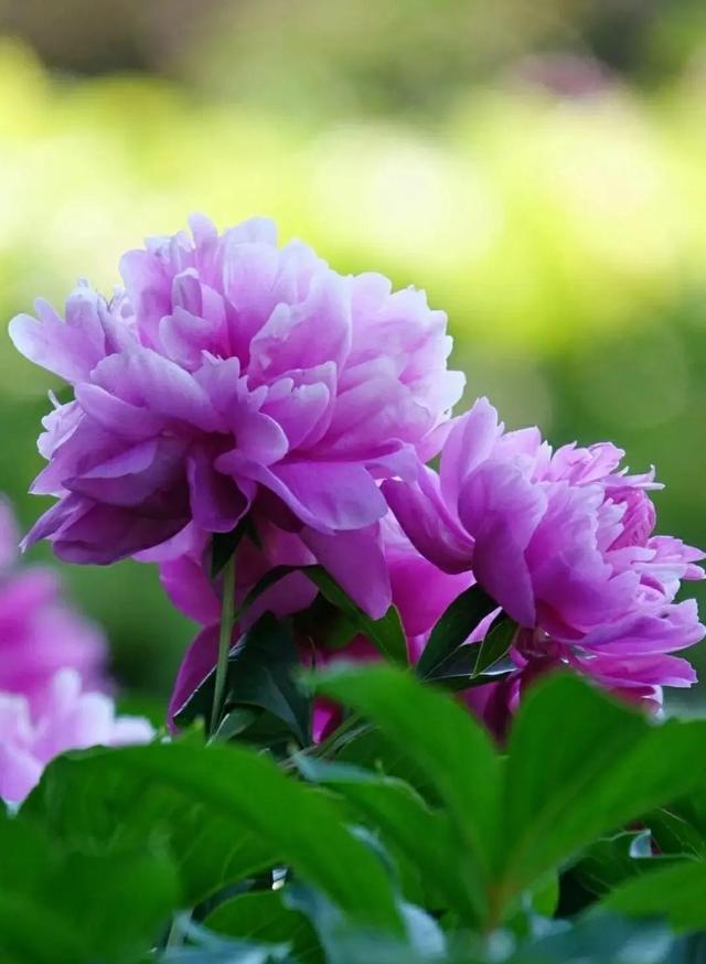 繁花似锦下一句是什么，一路繁花似锦下一句是什么（美醉你的心田）