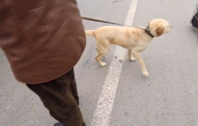 拉布拉多幼犬价格多少钱一只，拉布拉多犬幼犬价格（拉布拉多幼犬价格）