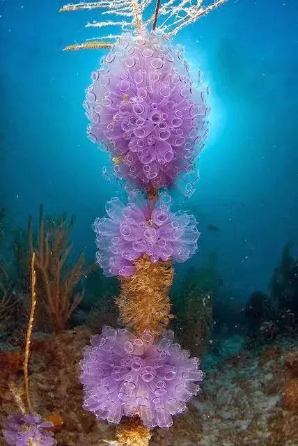 海里的植物有哪些名字，海里生长的植物好听的名字（20多种珍奇海底动植物）