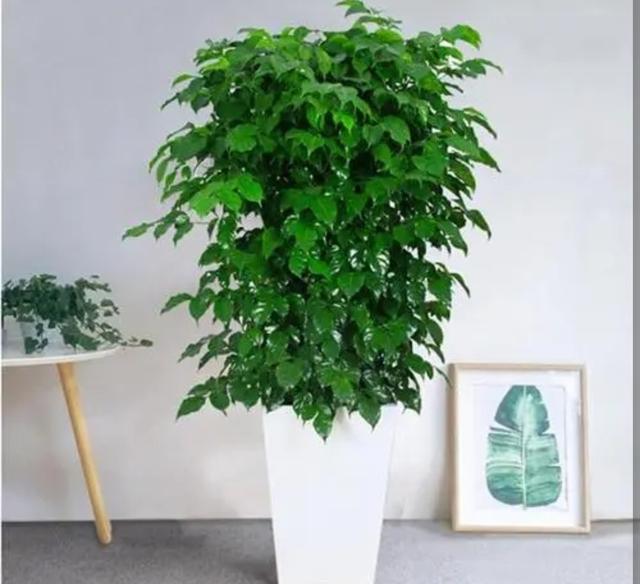 各种树木的名称及寓意，100种寓意好的植物名字（5种“富贵树”）