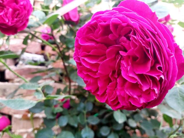 一年四季都开花的月季品种，复花能力超好的6种藤本月季