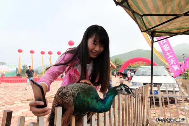 火鸡孵化多少天出壳，火鸡孵化需要几天（100天左右可变现）