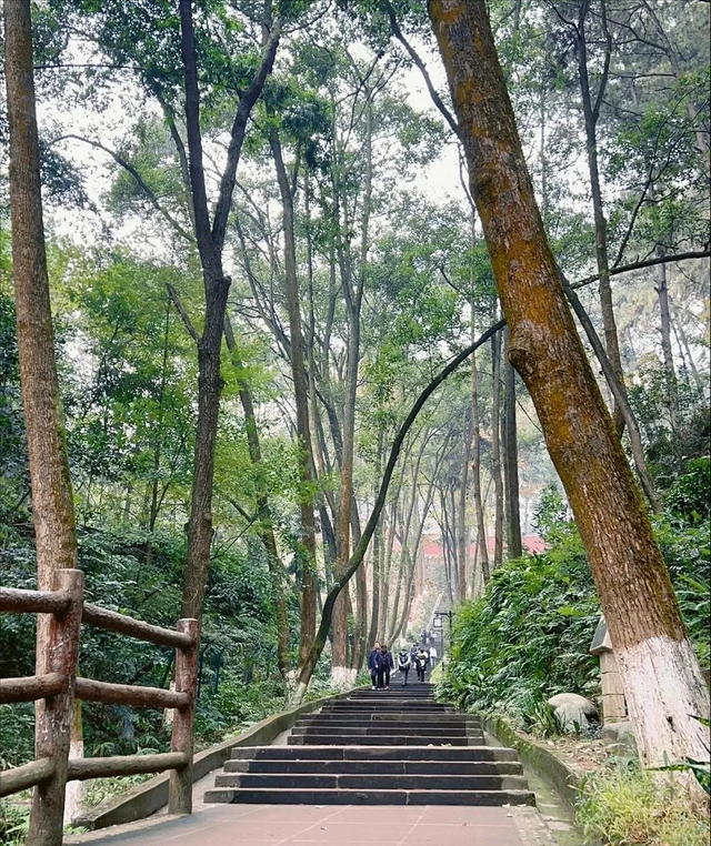 千佛山森林公园，千佛山在哪（不收门票的5个成都周边“小森林”）