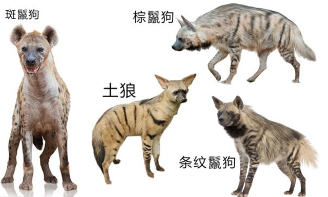 鬣狗祖先图片