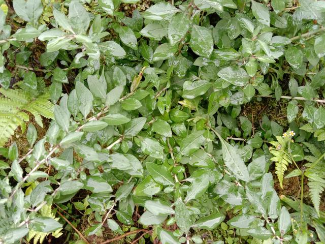 枸杞叶（枸杞叶茶），枸杞叶不被重视（茶叶+枸杞）