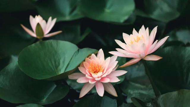 与植物有关的诗歌，与植物有关的诗歌有哪些（10首秋花诗词）