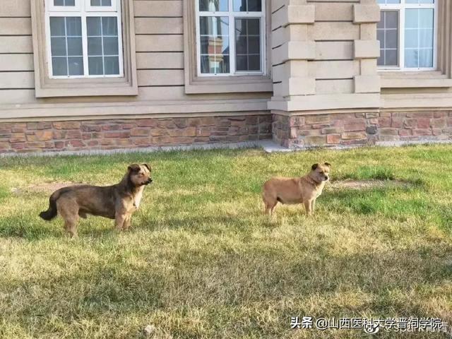 山西医科大学晋祠学院，2021年山西医科大学晋祠学院录取通知书查询入口_什么时候收到及发放时间（那就把爱留在晋院吧）