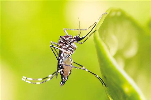 只有母蚊子才咬人，是真的吗，只有母蚊子才咬人（它叮咬你只是涂点痒痒粉）