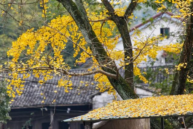 10种代表秋天的景物，秋天的景色有哪些（这10个小众绝美的秋景地）